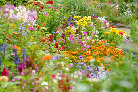 Colorful flower garden
