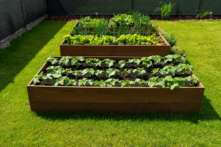 Wooden crate with vegetables from garden