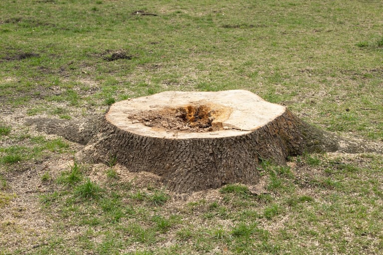 Large tree stump remaining after removal in grassy area