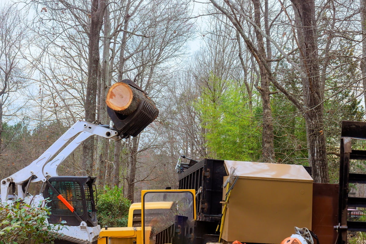 Heavy machinery removing tree