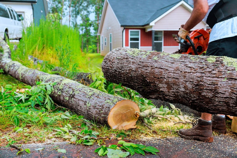 Worker using chainsaw to cut fallen tree