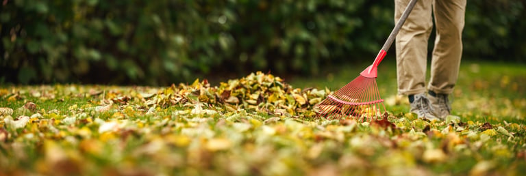 Raking fallen leaves from lawn in autumn garden