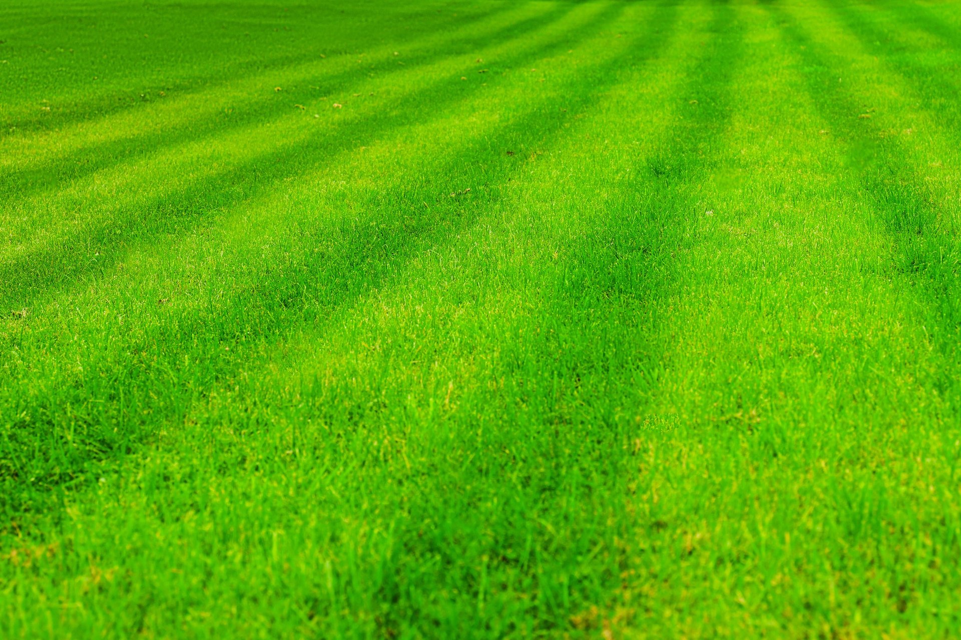 Green lawn with fresh cut stripes