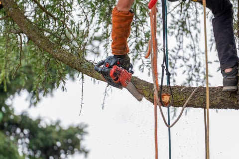 Arborist at work