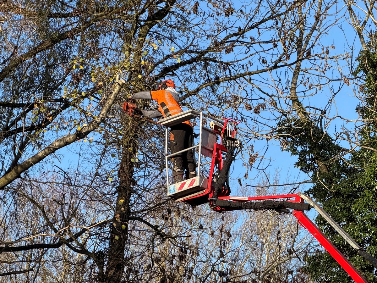 Tree trimming service