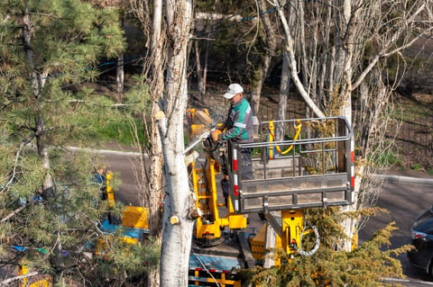 Professional tree care